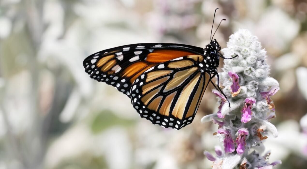 A community-based program builds local habitat for butterflies and bees.