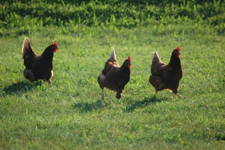 Chickens are the inspiration behind an amusing nickname.