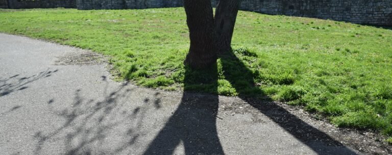 Students, like healthy trees, need care and time to blossom into confident individuals.