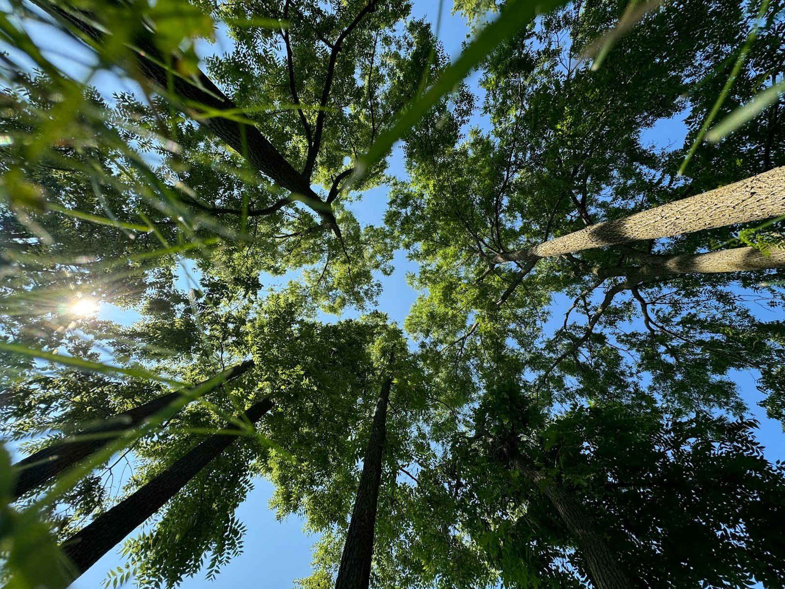 Looking up at the tops of tall trees