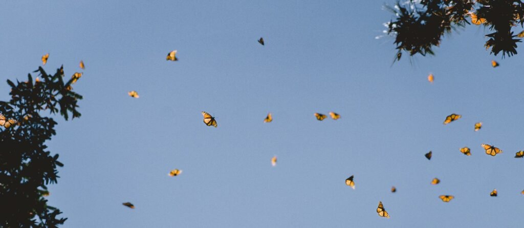 Comparing increases in monarch butterfly numbers with hopeful news about teen readers