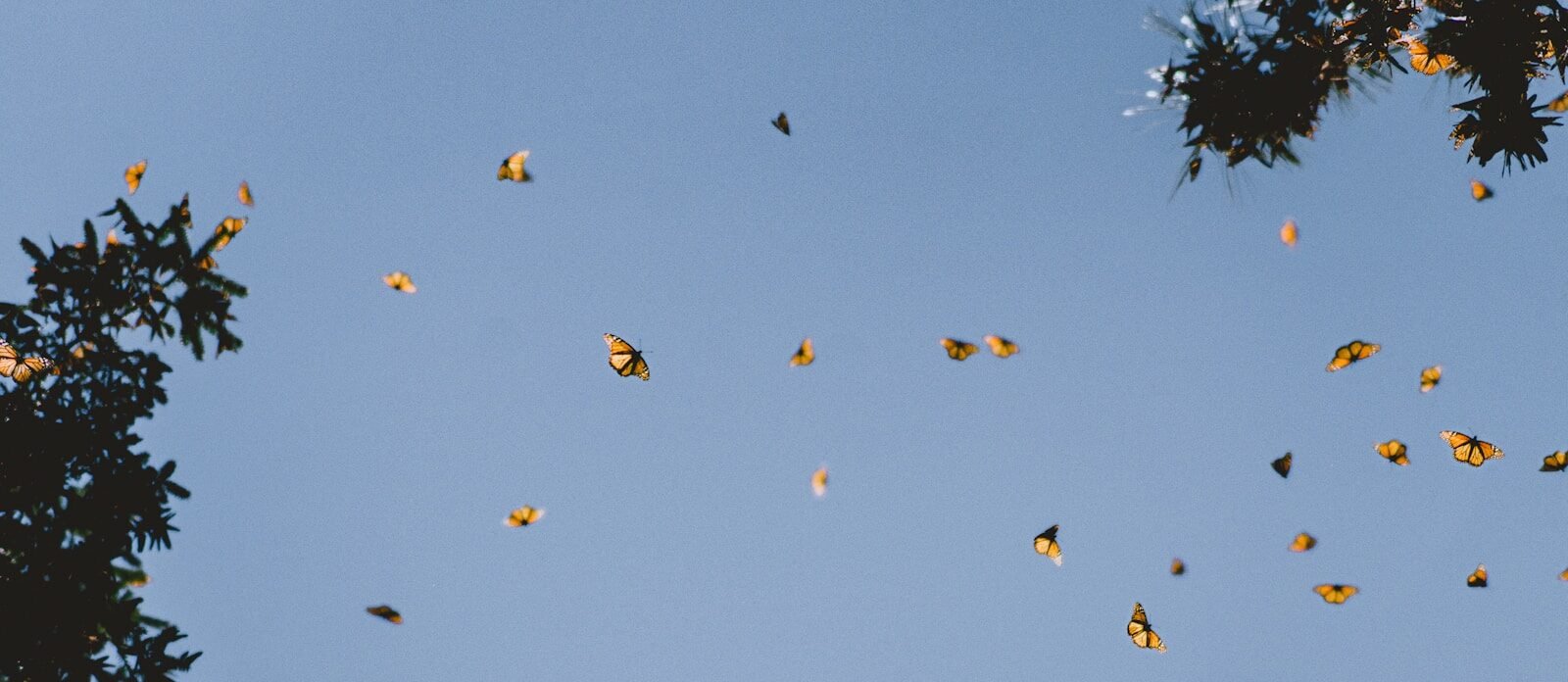 Comparing increases in monarch butterfly numbers with hopeful news about teen readers