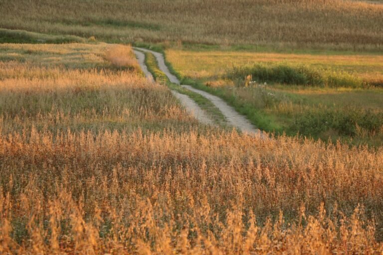 pathway between brown field