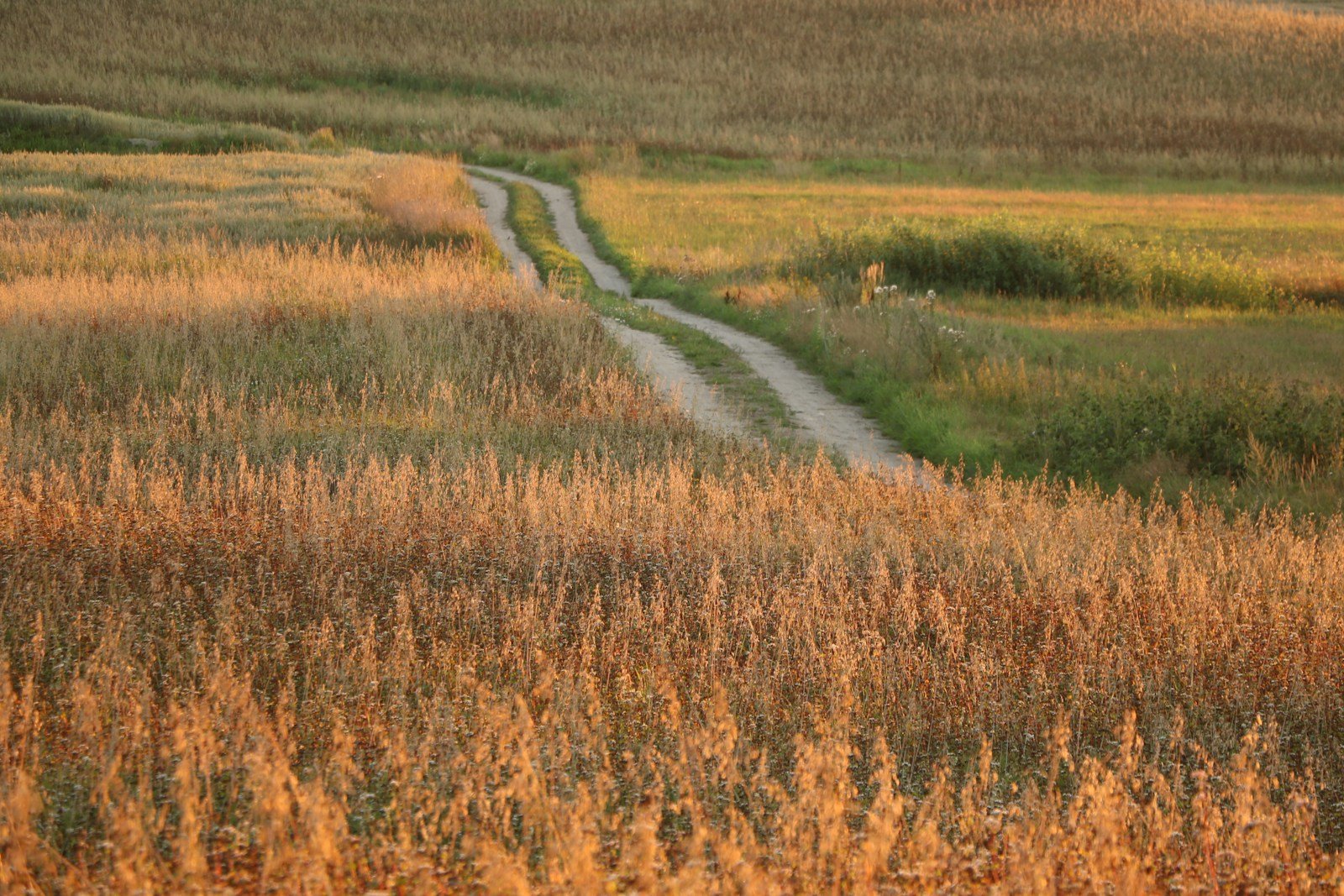 pathway between brown field